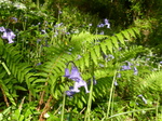 FZ029223 Bluebells at Bosherton lily ponds.jpg